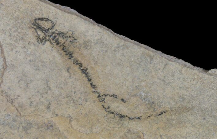Permian Branchiosaur (Amphibian) Fossil - Germany #63616